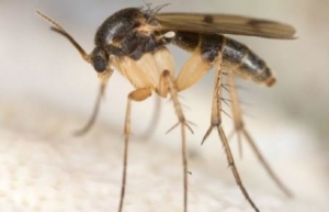 Die Faszination der Trauermücken Genetik